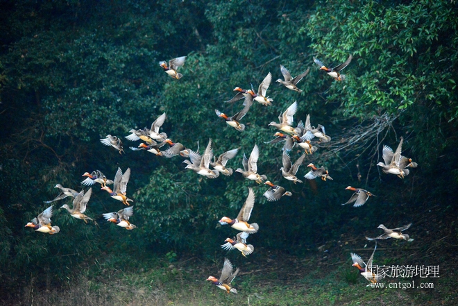 進(jìn)入初冬，大批野生鴛鴦陸續(xù)飛抵江西婺源縣賦春鎮(zhèn)鴛鴦湖越冬，小精靈們在湖面上或相互依偎、卿卿我我；或隨波逐流、嬉戲打鬧，悠閑自在生活在青山綠水之間，優(yōu)良的水域和豐富的湖畔闊葉林，為鴛鴦過冬提供良好生存環(huán)境，婺源鴛鴦湖已成為亞洲最大的野生鴛鴦越冬棲息地。（攝于12月4日下午）