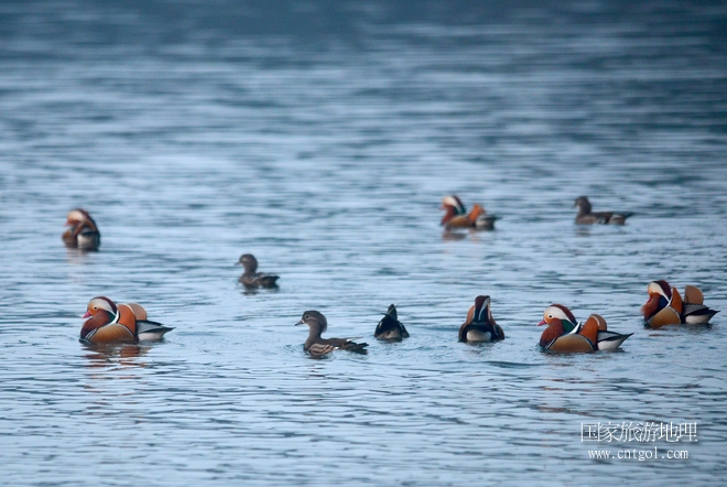 進(jìn)入初冬，大批野生鴛鴦陸續(xù)飛抵江西婺源縣賦春鎮(zhèn)鴛鴦湖越冬，小精靈們在湖面上或相互依偎、卿卿我我；或隨波逐流、嬉戲打鬧，悠閑自在生活在青山綠水之間，優(yōu)良的水域和豐富的湖畔闊葉林，為鴛鴦過冬提供良好生存環(huán)境，婺源鴛鴦湖已成為亞洲最大的野生鴛鴦越冬棲息地。（攝于12月4日下午）