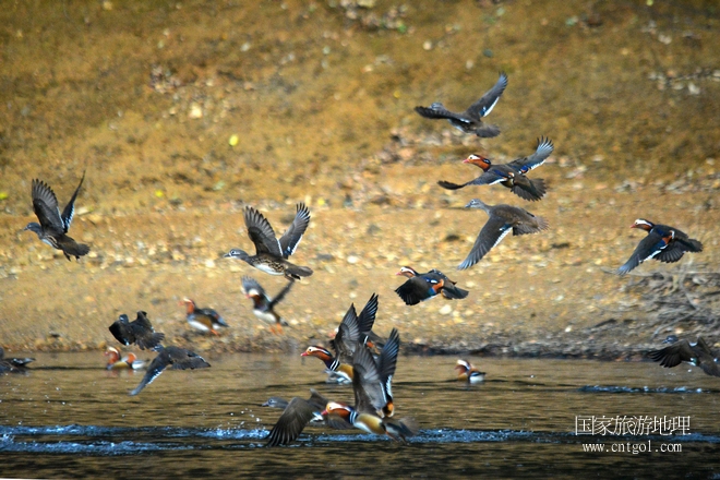 進(jìn)入初冬，大批野生鴛鴦陸續(xù)飛抵江西婺源縣賦春鎮(zhèn)鴛鴦湖越冬，小精靈們在湖面上或相互依偎、卿卿我我；或隨波逐流、嬉戲打鬧，悠閑自在生活在青山綠水之間，優(yōu)良的水域和豐富的湖畔闊葉林，為鴛鴦過冬提供良好生存環(huán)境，婺源鴛鴦湖已成為亞洲最大的野生鴛鴦越冬棲息地。（攝于12月4日下午）
