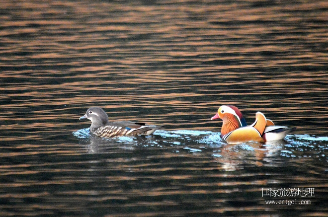進(jìn)入初冬，大批野生鴛鴦陸續(xù)飛抵江西婺源縣賦春鎮(zhèn)鴛鴦湖越冬，小精靈們在湖面上或相互依偎、卿卿我我；或隨波逐流、嬉戲打鬧，悠閑自在生活在青山綠水之間，優(yōu)良的水域和豐富的湖畔闊葉林，為鴛鴦過冬提供良好生存環(huán)境，婺源鴛鴦湖已成為亞洲最大的野生鴛鴦越冬棲息地。（攝于12月4日下午）